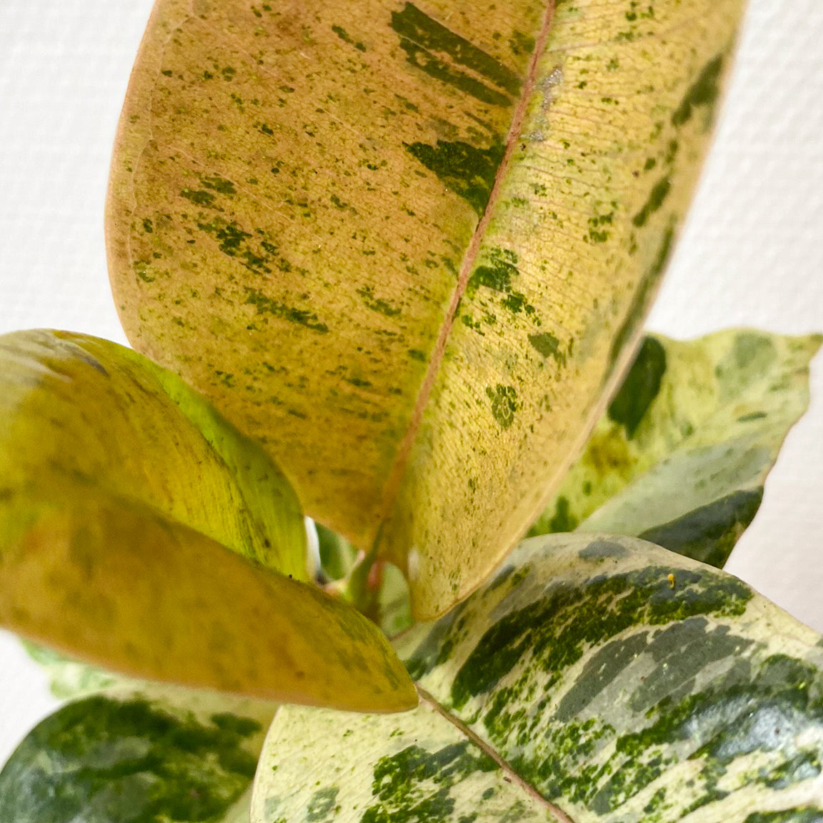Ficus Shivereana “Moonshine”